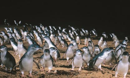 Parade des manchots avec Penguins Plus